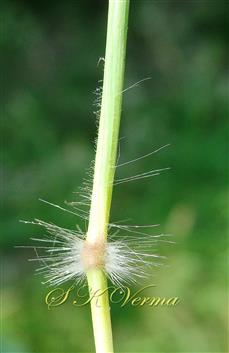 Bearded culm node and hairy leaf sheath
